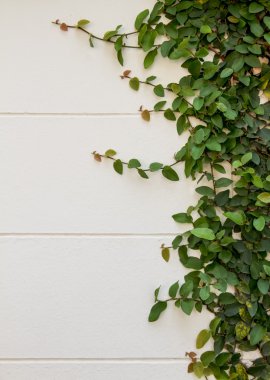 Ivy beyaz sıva duvarlar tırmanma.