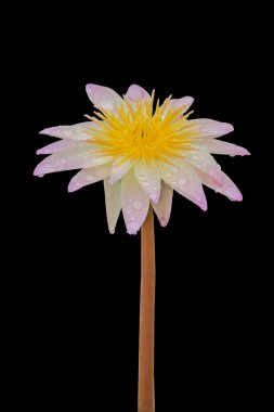 siyah üzerine izole lotus çiçeği.