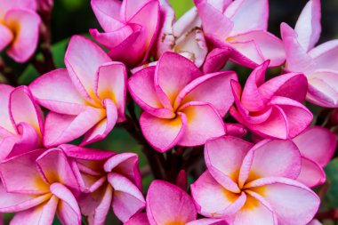 Frangipani plumeria çiçekler 