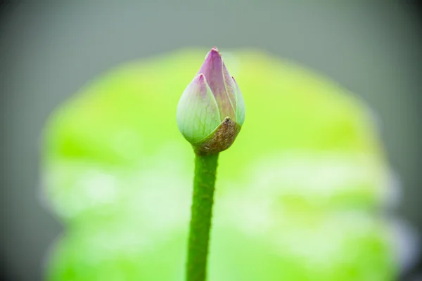 開花蓮の花 — ストック写真