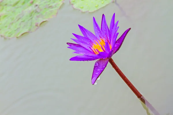 Purple lotus blossoms or water lily flowers — Stock Photo, Image
