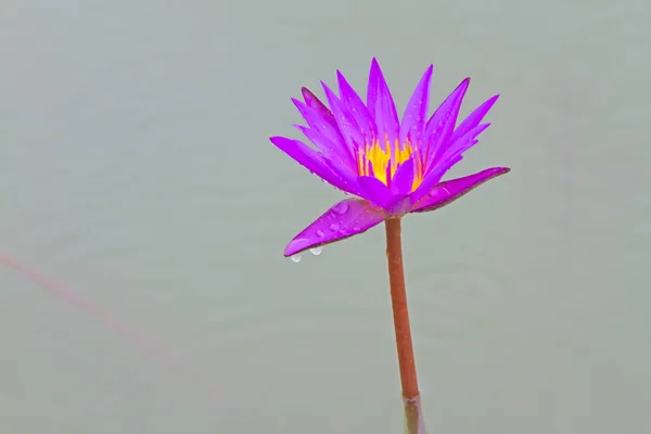 Purple lotus blossoms or water lily flowers — Stock Photo, Image