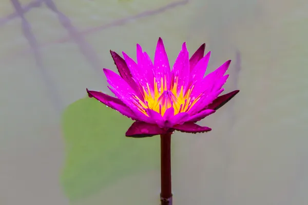 Flores de loto púrpura o flores de lirio de agua —  Fotos de Stock