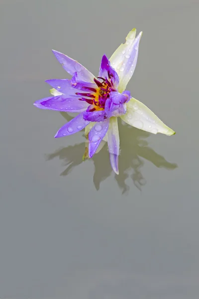 Purple lotus blossoms or water lily flowers — Stock Photo, Image