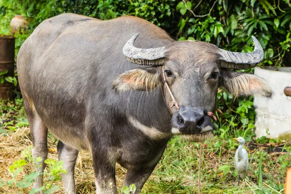 su bufalo çim yeme