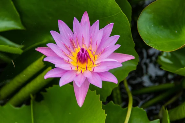 Water lily, lotus in de natuur — Stockfoto