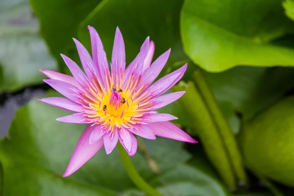 Essaim d'abeilles nénuphar, lotus dans la nature — Photo