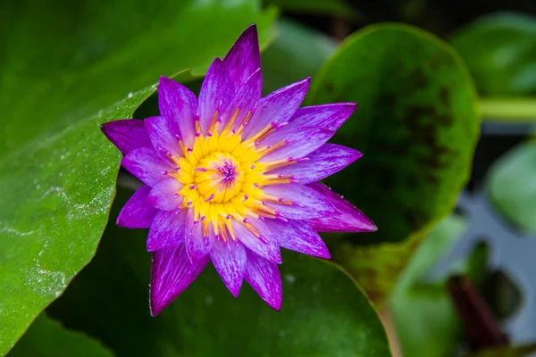 Water lily, lotus in nature — Stock Photo, Image