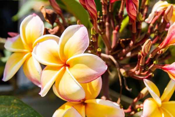 Цветы Франжипани Плюмерии — стоковое фото