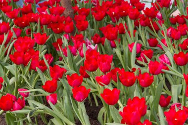 bahar zamanı alanında güzel laleler