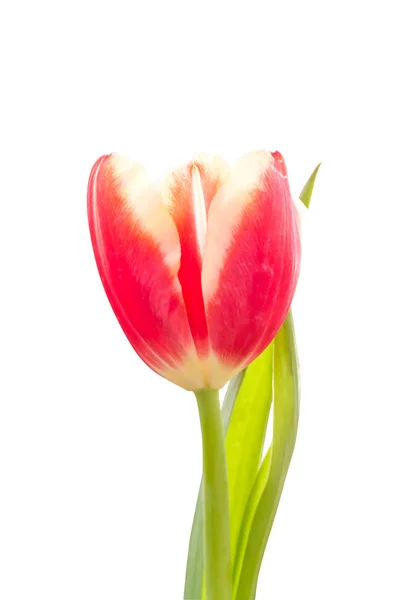 Beautiful Tulips White Background Stock Image