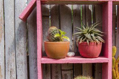 Kaktüs saksısı, duvarlarda asılı bambu....