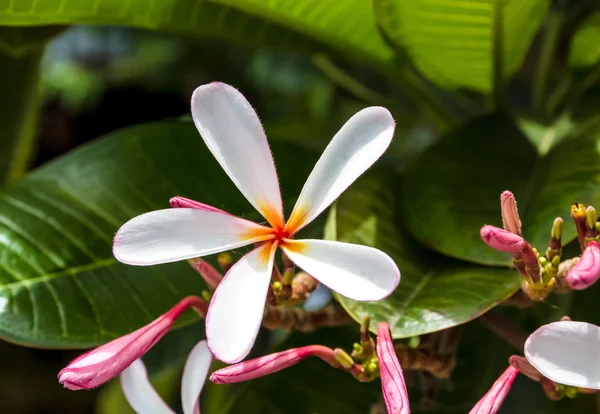 Ветвь тропических цветов frangipani (plumeria) — стоковое фото