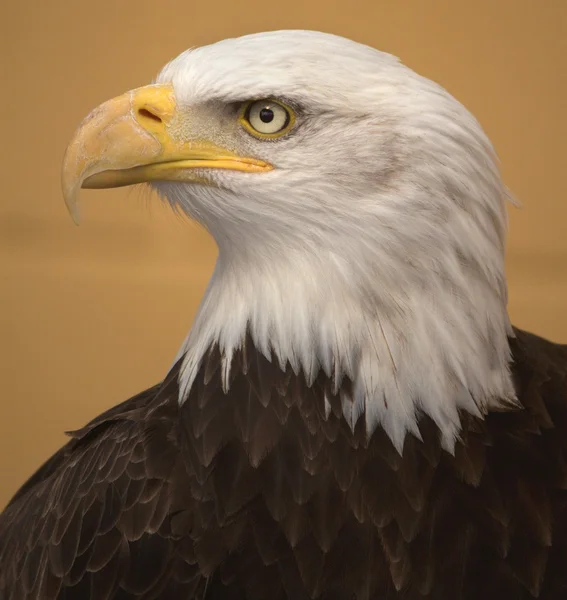 Amerikan Kel Kartalı (Haliaeetus leucocephalus)