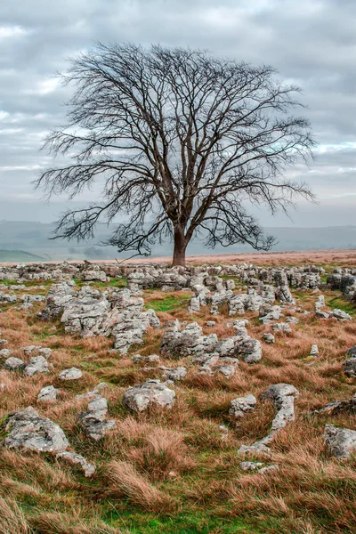 kireç taşı döşemesi yalnız ağaçta