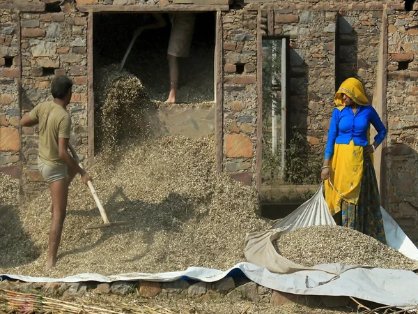 tahıl Tampah - Güney Hindistan