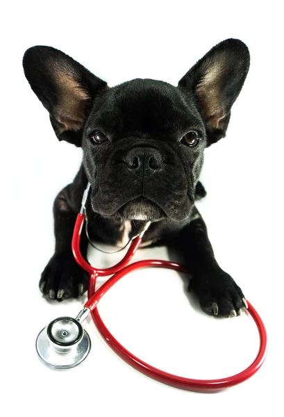 Französische Bulldogge und ein Stethoskop — Stockfoto