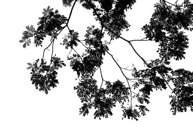 arka plan ile yaprakları siluet