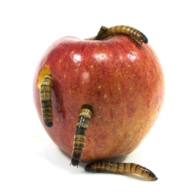 Worm is coming out of bitten apple clipart