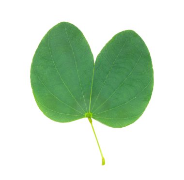 Orkide ağaç yaprağı üzerinde beyaz izole