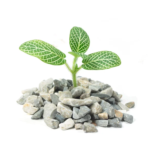 çakıl büyüyen Fideler