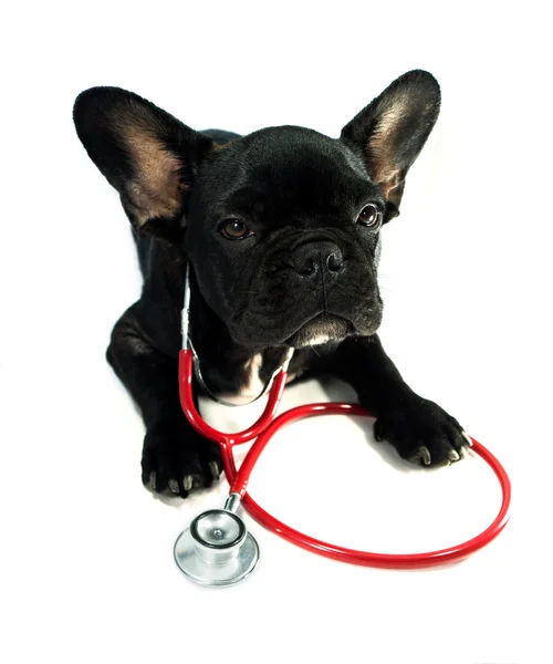 Dog and a stethoscope Stock Image