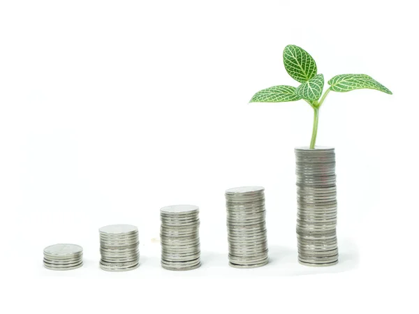 Stacks of coins and a young plant representing a graph, wealth, Royalty Free Stock Images
