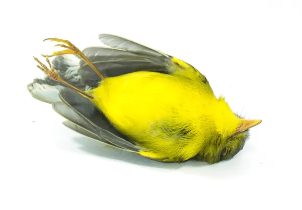 Toter gelber Vogel Stockfoto