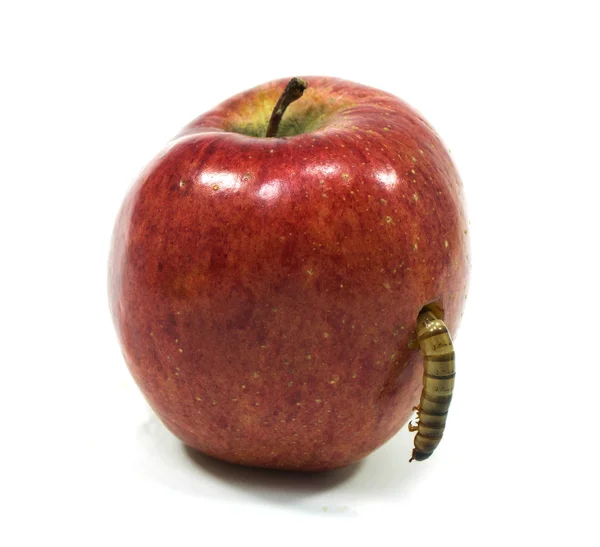 Verme sta uscendo dalla mela morsa Foto Stock Royalty Free