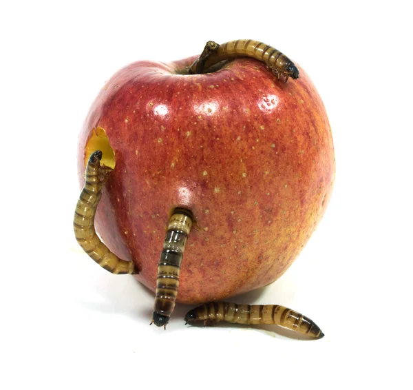 Worm is coming out of bitten apple Royalty Free Stock Images