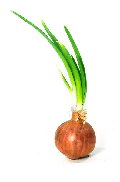 Bulbs of red onion Royalty Free Stock Photos