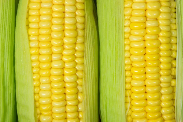 Corn cob between green leaves Stock Image