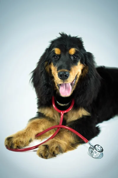 Cockerspaniel und ein Stethoskop — Stockfoto