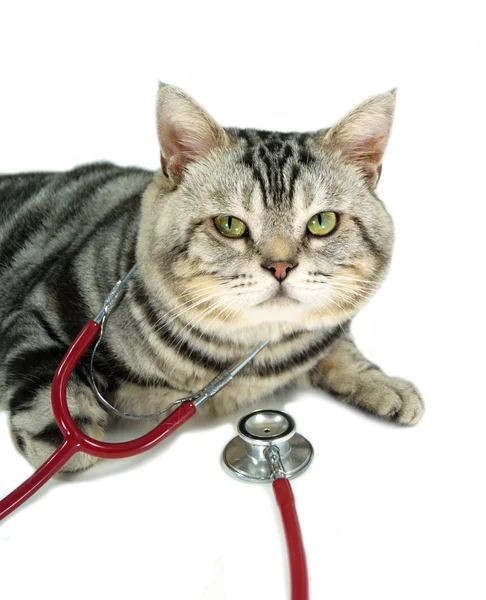 American shorthair with a stethoscope on his neck Stock Image