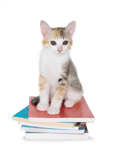 Kätzchen sitzt mit Bücherstapel — Stockfoto