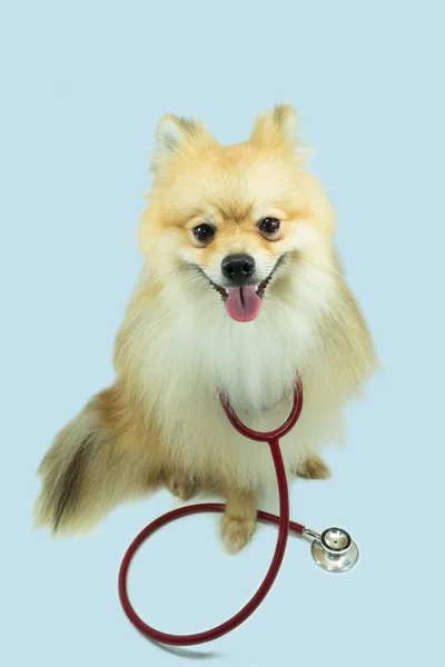 Pomeranian and a stethoscope — Stock Photo, Image