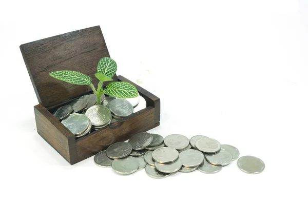 Young plant in a wooden box — Stock Photo, Image