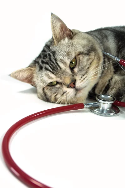 Sleeping cat with a stethoscope on his neck Royalty Free Stock Photos