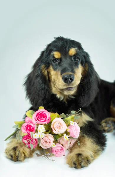 Valentinshund mit einem Strauß rosa Rosen lizenzfreie Stockbilder