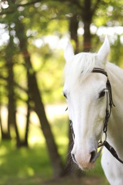 Beyaz bir atın başı yeşil ağaçların arka planına karşı. Dikey yönelim
