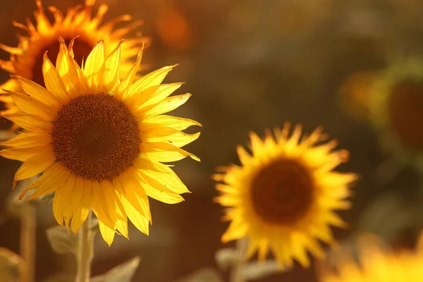 Champ Tournesol Par Une Chaude Journée Ensoleillée Été — Photo