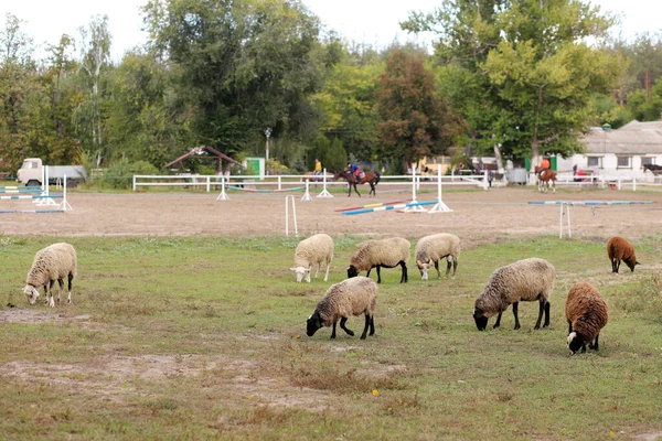 成群的羊在农场的绿色草地上吃草 — 图库照片