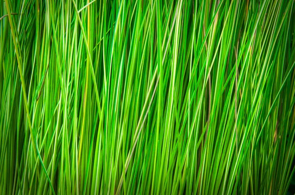 수직 녹색 배경 — 스톡 사진