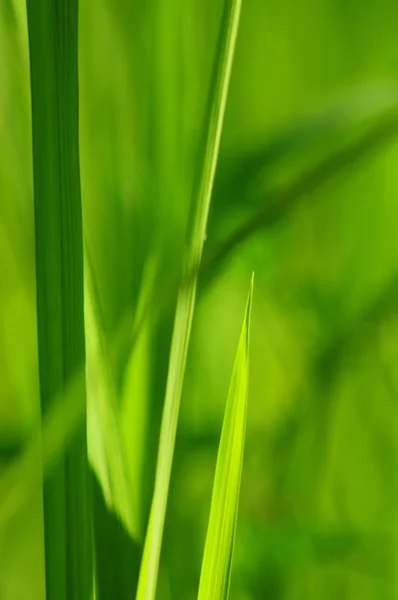 Grüner Blattnatur-Hintergrund — Stockfoto