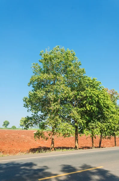 Tree on roadside — Stock Photo, Image