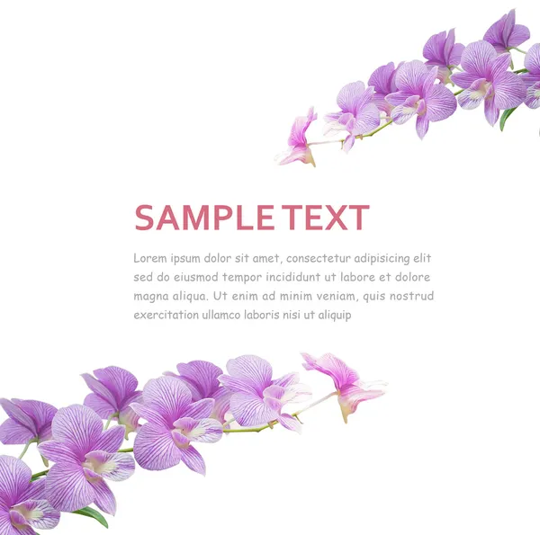 Orchid Background — Stock Photo, Image