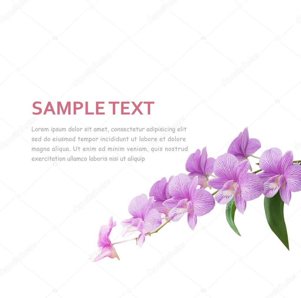 Orchid Background