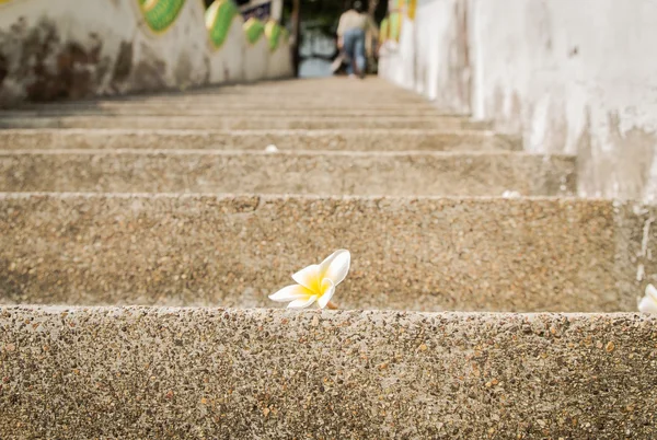 Fleur sur escalier — Photo