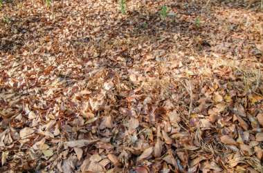 yerdeki yapraklar