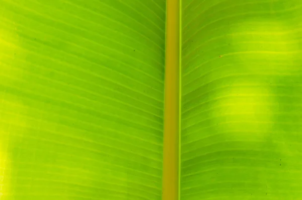 Closeup zelené banánový list — Stock fotografie